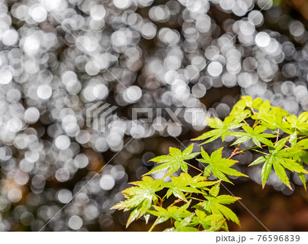 情緒豊かな春の門前町周辺の景色 朝日に輝く水面と新緑のモミジ 情緒豊かな春の門前町周辺の景色 朝日に輝く水面と新緑のモミジ 76596839