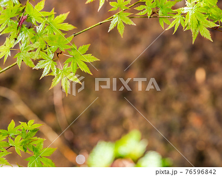 情緒豊かな春の門前町周辺の景色　朝日に輝く水面と新緑のモミジ 76596842