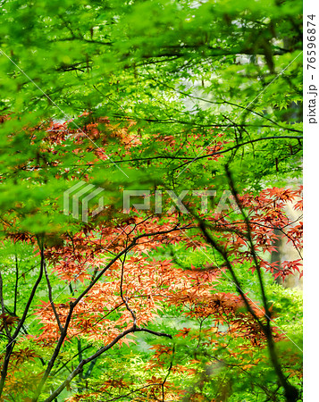 情緒豊かな春の門前町周辺の景色 対比の美しい新緑のモミジと赤モミジ 情緒豊かな春の門前町周辺の景色 対比の美しい新緑のモミジと赤モミジ 76596874