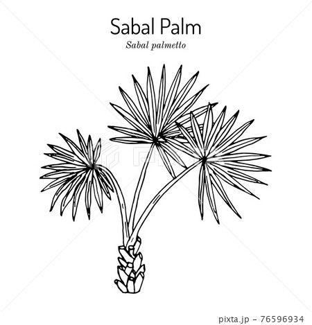 Sabal palm, or cabbage-palm Sabal palmetto Sabal palm, or cabbage-palm Sabal palmetto 76596934
