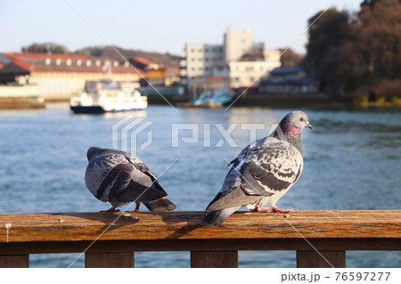 瀬戸内海と二羽の鳩 76597277