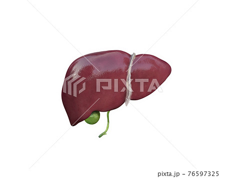 liver and gallbladder anatomy structure. hepatic system organ, Human liver for medical drugs, pharmacy and education design. 3D rendering 76597325
