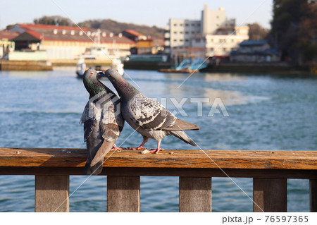 鳩の夫婦 鳩の夫婦 76597365