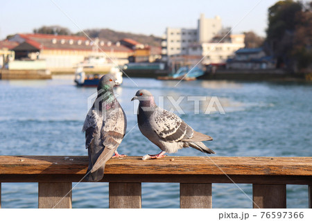 鳩の夫婦 鳩の夫婦 76597366