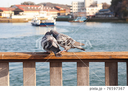 鳩の恋人 鳩の恋人 76597367