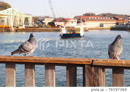 瀬戸内海とハト 76597369