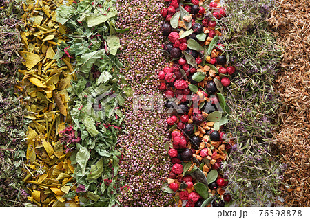 Rows of dry medicinal herbs, healthy fruits and berries - wild marjoram, mistletoe, heather, cranberries and black currants, dried apples, thyme, oak bark. Healing plants, top view. 76598878