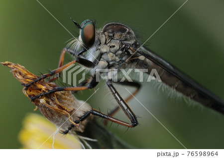 マガリケムシヒキ マガリケムシヒキ 76598964