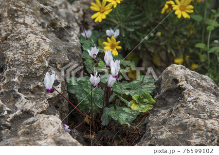 Cyclamen Flower in Israel's Winter Cyclamen Flower in Israel's Winter 76599102