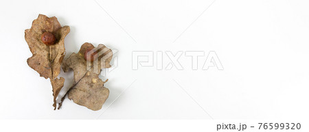 Oak apple or oak gall on a fallen dry leaves 76599320