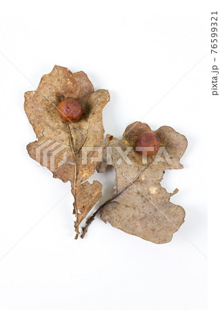 Oak apple or oak gall on a fallen dry leaves 76599321