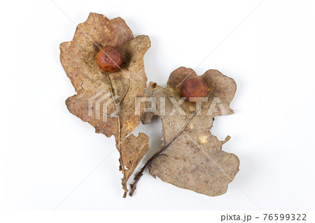 Oak apple or oak gall on a fallen dry leaves 76599322