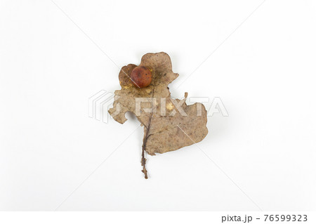 Oak apple or oak gall on a fallen dry leaf 76599323