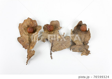Oak apple or oak gall on a fallen dry leaves 76599324