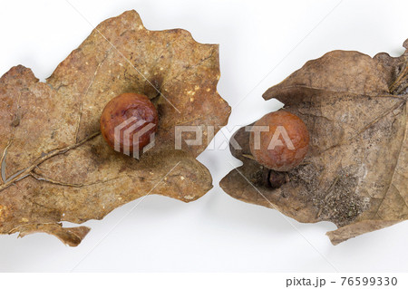 Oak apple or oak gall on two fallen dry leaves 76599330