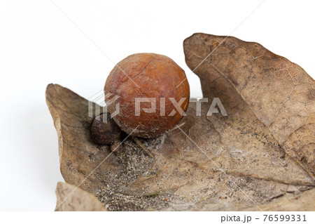 Oak apple or oak gall on a fallen dry leaf 76599331