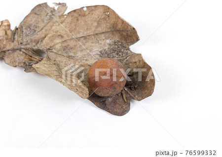 Oak apple or oak gall on a fallen dry leaf 76599332