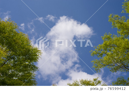 風景素材・背景素材【爽やかな青空と新緑】 76599412