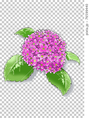 Hydrangea, a pink flower that blooms in the rainy season 76599440