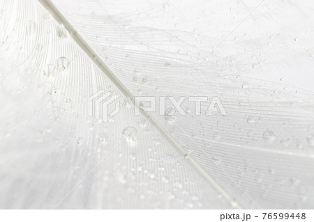Feather abstract. Nature bird feather texture closeup on white background in macro photography, soft focus. Elegant expressive artistic image fragility of nature. Copy space. Feather abstract. Nature bird feather texture closeup on white background in macro photography, soft focus. Elegant expressive artistic image fragility of nature. Copy space. 76599448