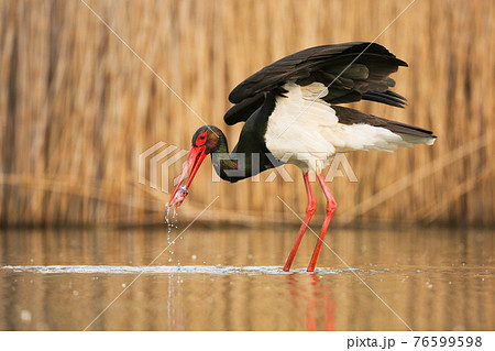Black stork hunting in water in springtime nature. Black stork hunting in water in springtime nature. 76599598
