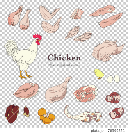 Chicken illustration set-hand drawn Chicken illustration set-hand drawn 76599851