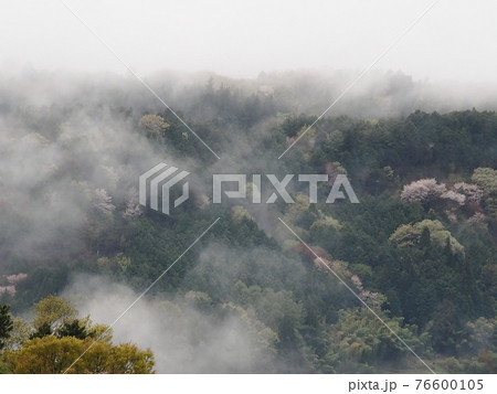 朝霧に包まれた春の里山の風景 朝霧に包まれた春の里山の風景 76600105