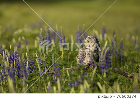 Ural owl siting on broken branch inside flowering meadow (Strix uralensis) 76600274