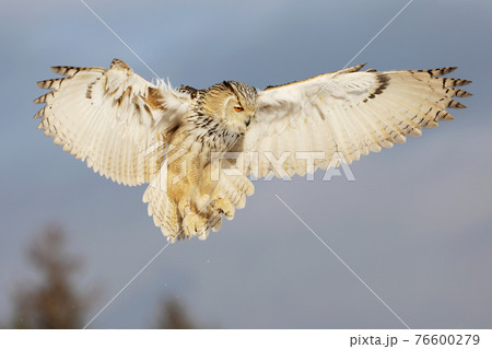 Eastern Siberian Eagle Owl land on rock hillock. Winter scene with majestic rare owl. Bubo bubo sibiricus. Wild scene 76600279