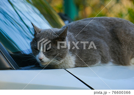 車の上で居眠りする猫 はちわれ 車の上で居眠りする猫 はちわれ 76600366