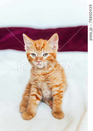 Cute ginger kitten sits of sofa 76600439