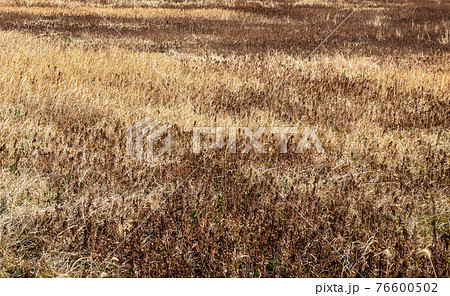 枯草の生い茂った空地の写真素材 [76600502] - PIXTA