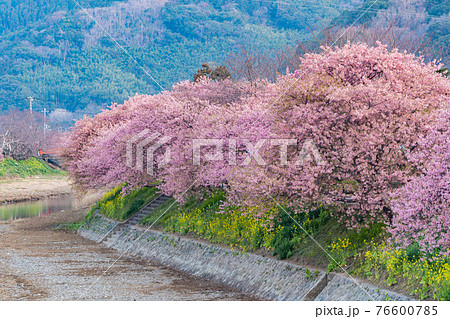 河津桜並木 満開 伊豆 河津桜並木 満開 伊豆 76600785