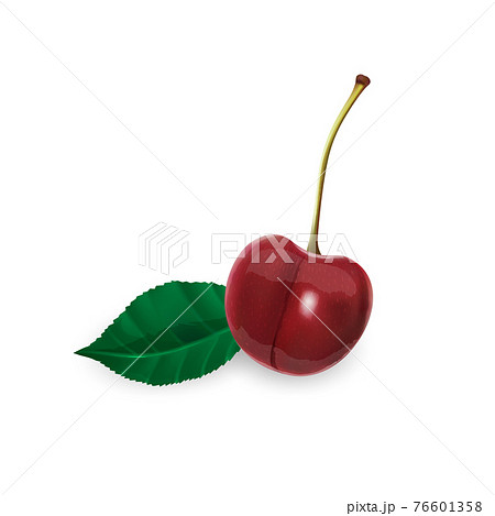 Ripe Cherry On A Stem And A Leaf のイラスト素材
