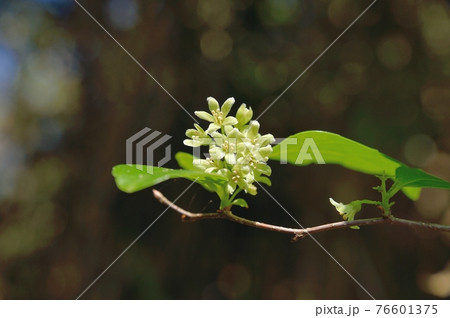 ツルウメモドキの花 ツルウメモドキの花 76601375