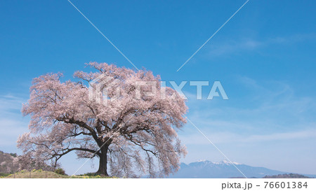 【2021年】一本桜 - わに塚の桜 【2021年】一本桜 - わに塚の桜 76601384