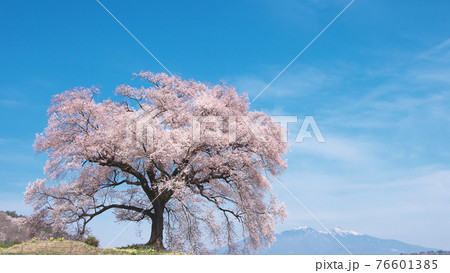 【2021年】一本桜 - わに塚の桜 【2021年】一本桜 - わに塚の桜 76601385