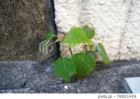 アカメガシワ アカメガシワ 76601434