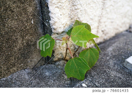 アカメガシワ アカメガシワ 76601435