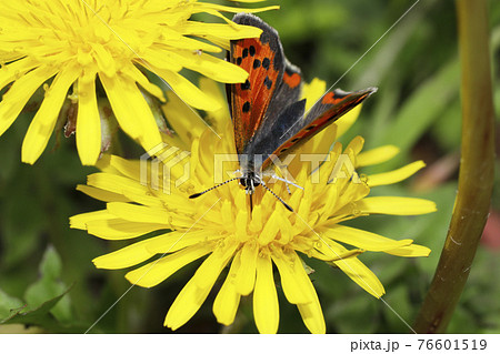 タンポポに吸蜜するベニシジミ タンポポに吸蜜するベニシジミ 76601519