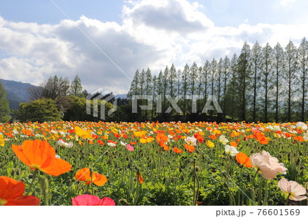 アイスランドポピー 76601569