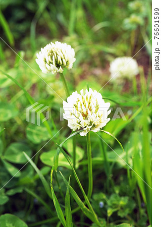 シロツメクサ 76601599