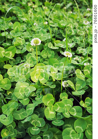 シロツメクサ シロツメクサ 76601600