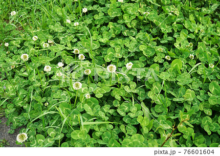 シロツメクサ 76601604