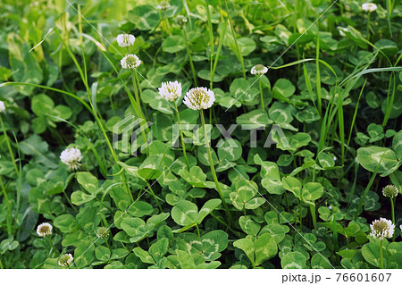 シロツメクサ シロツメクサ 76601607
