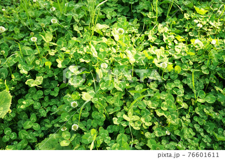 シロツメクサ 76601611