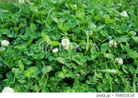 シロツメクサ 76601616