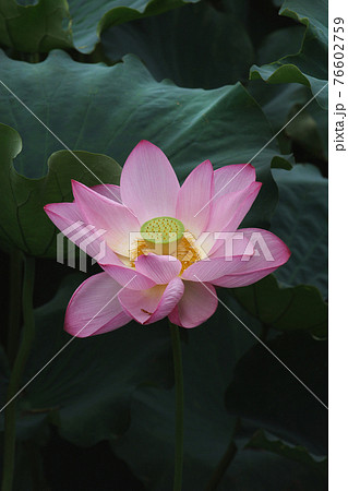 蓮の花は豪華で綺麗、そして艶やかで厳か 76602759