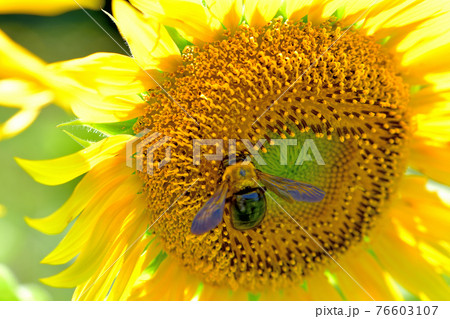 追分市民の森ヒマワリ 76603107