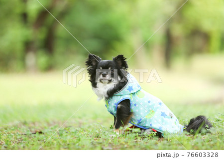 雨合羽を着た黒いロングコートのチワワ 76603328